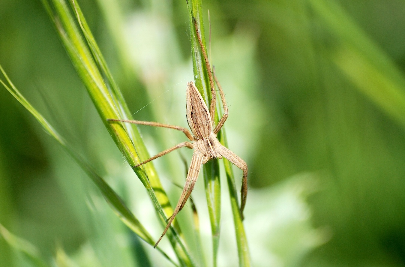 Femmina di Pisaura sp.